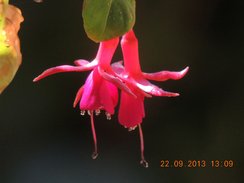 flower 1027_.jpg