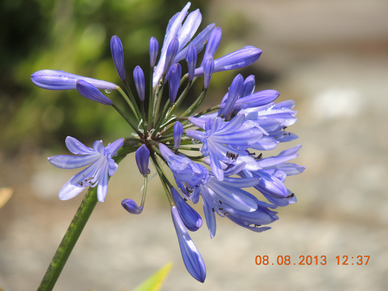 flower 401_.jpg