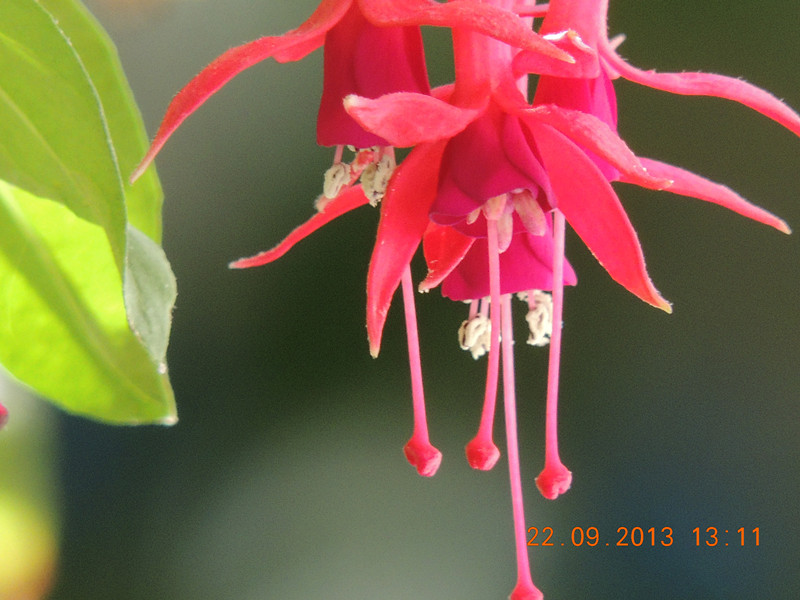 flower 1031_.jpg