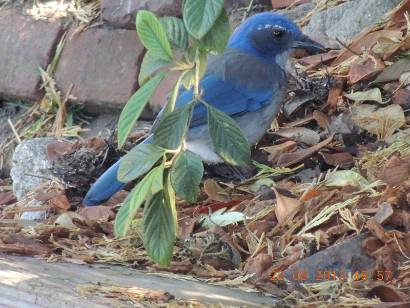 bird 294_.jpg