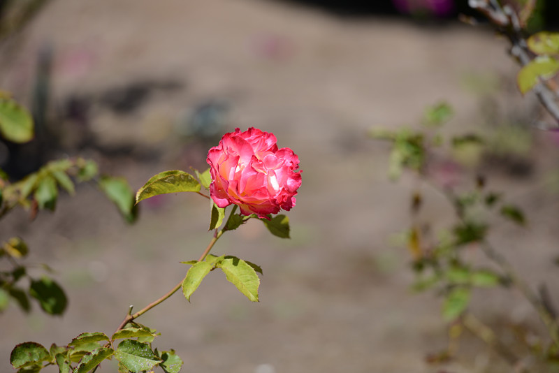 flower 438_.jpg