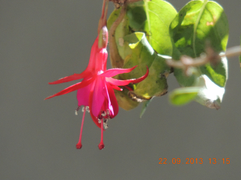 flower 1047_.jpg