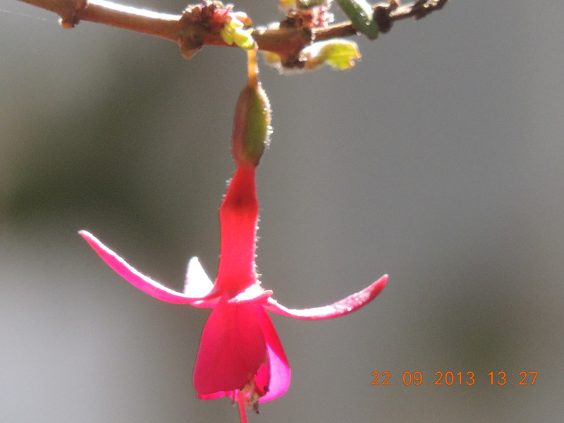 flower 1053_.jpg