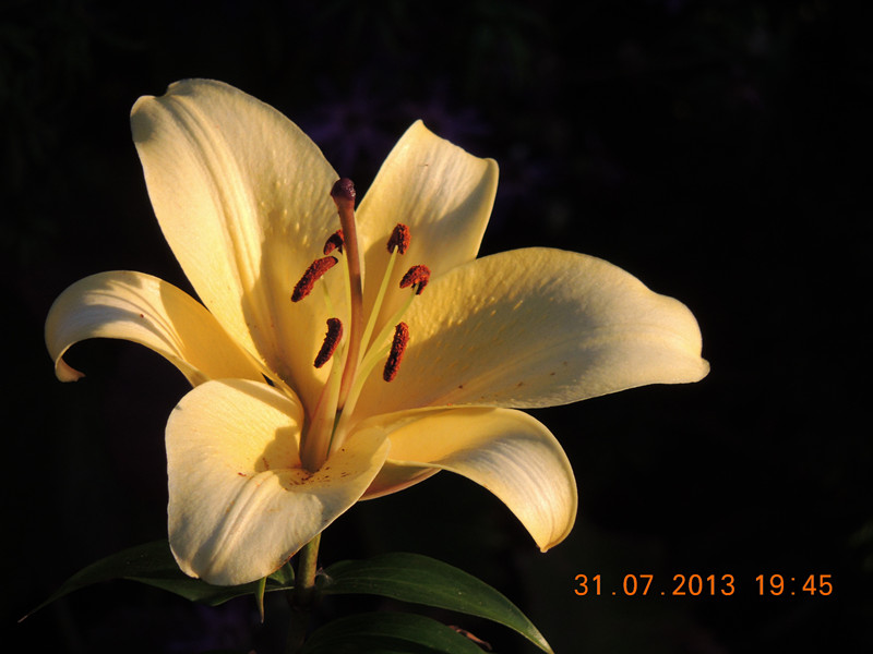 flower 277_.jpg