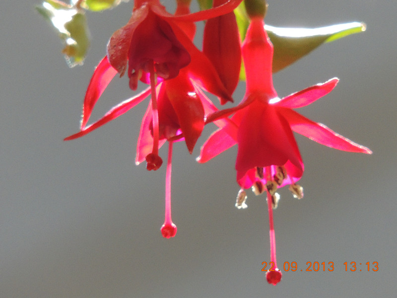 flower 1037_.jpg