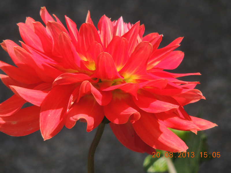 flower 584_.jpg