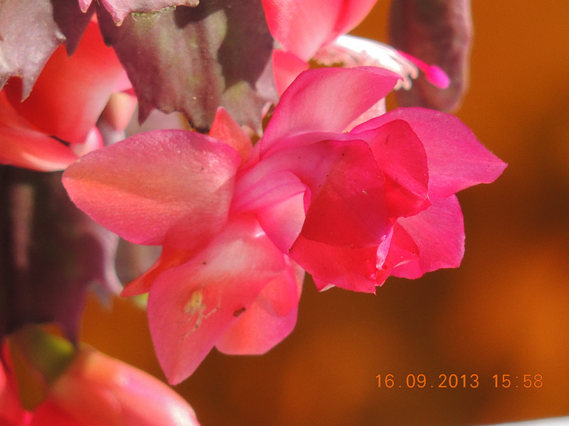 flower 934_副本.jpg