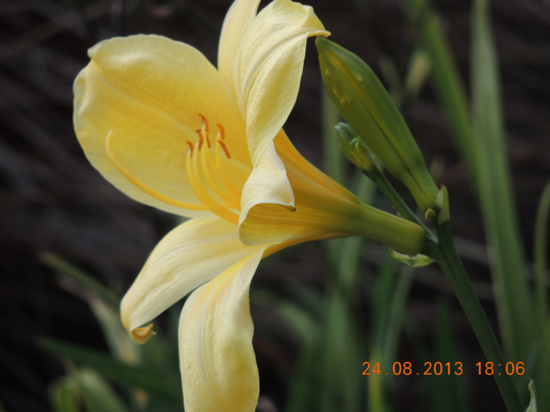 flower 686_.jpg