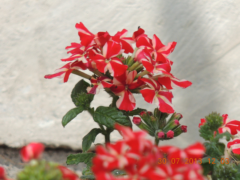 flower 260_.jpg