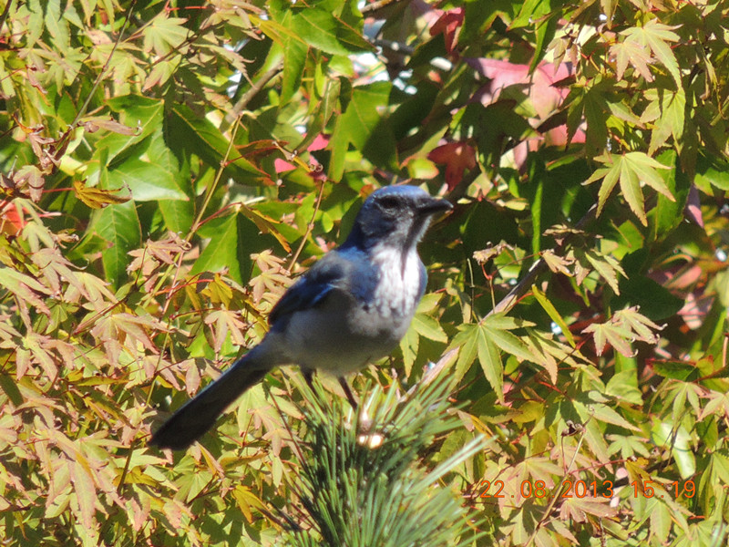 bird 202_.jpg