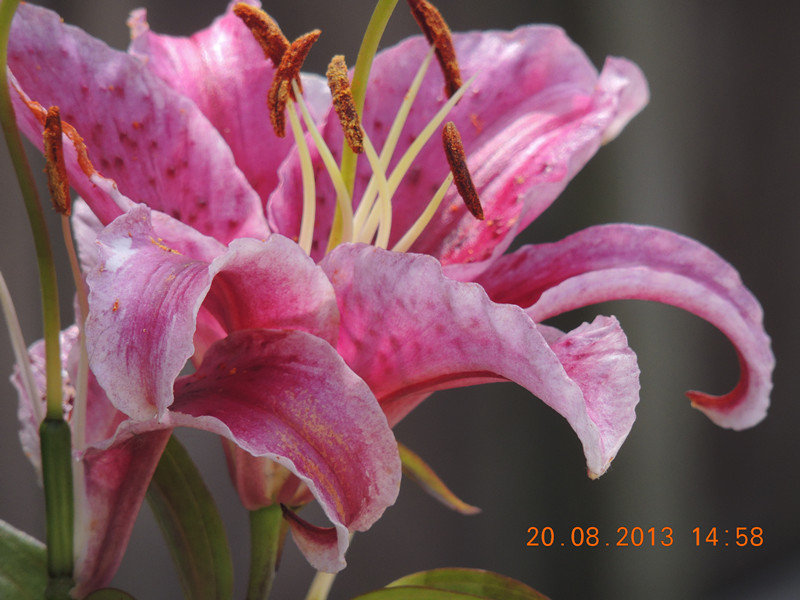 flower 557_.jpg