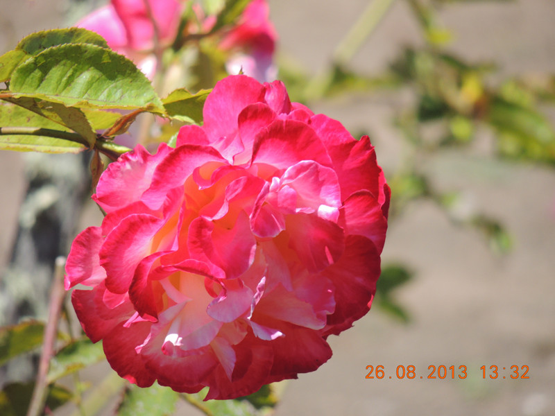 flower 760_.jpg