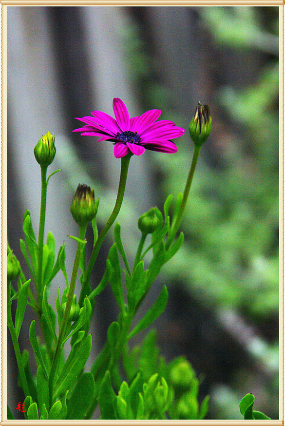 IMGP1274.jpg