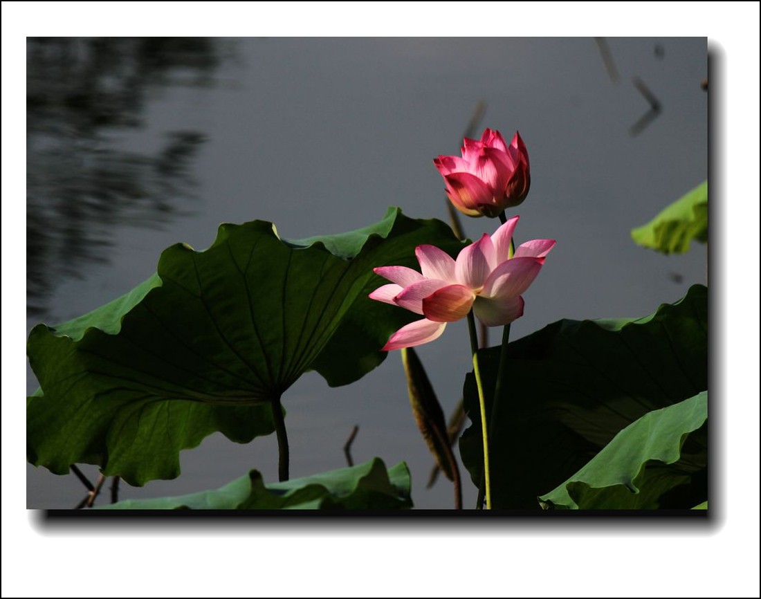 IMG_1242_副本_conew1.jpg