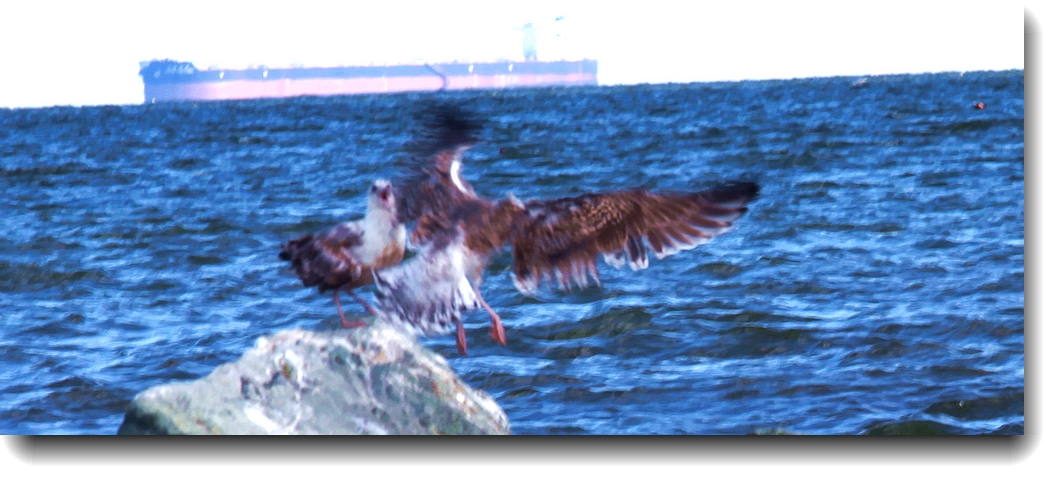 IMG_3345A.jpg