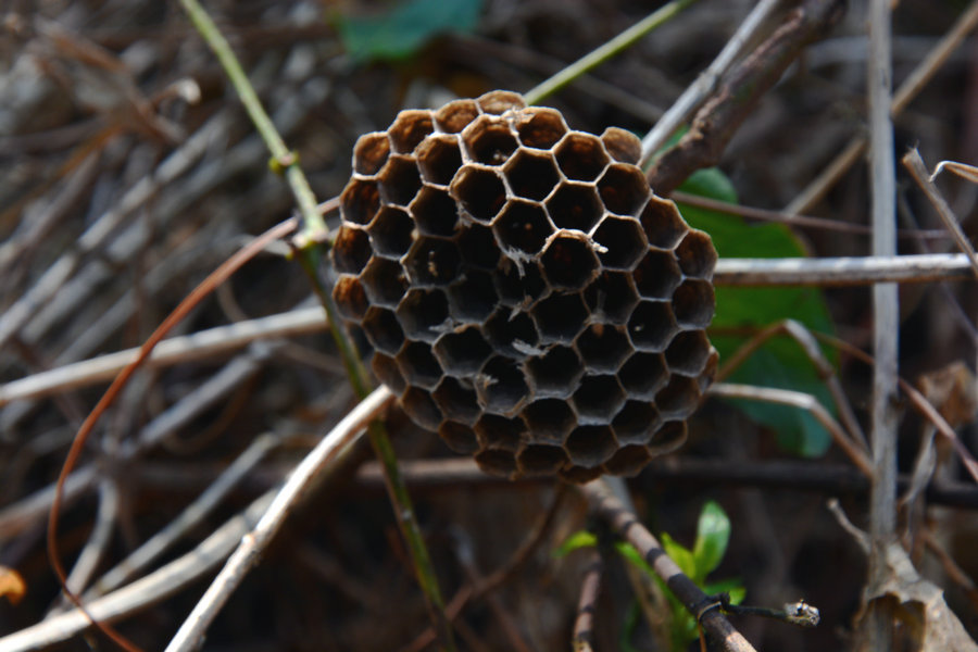 DSC_1445.JPG