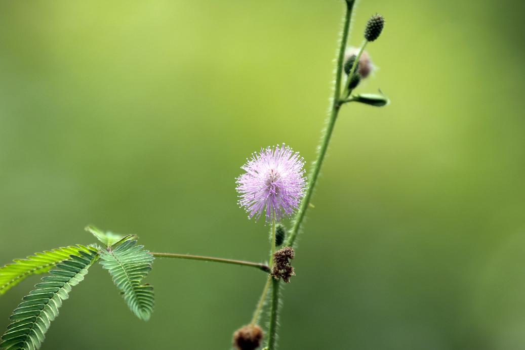 _MG_4401.JPG