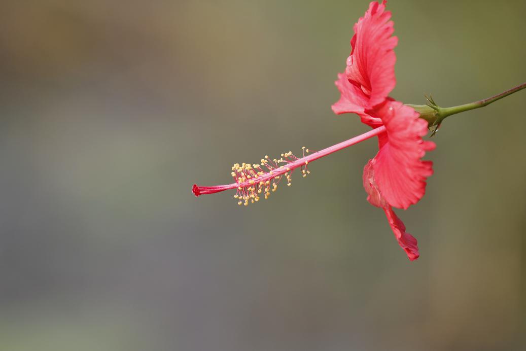 _MG_4388.JPG