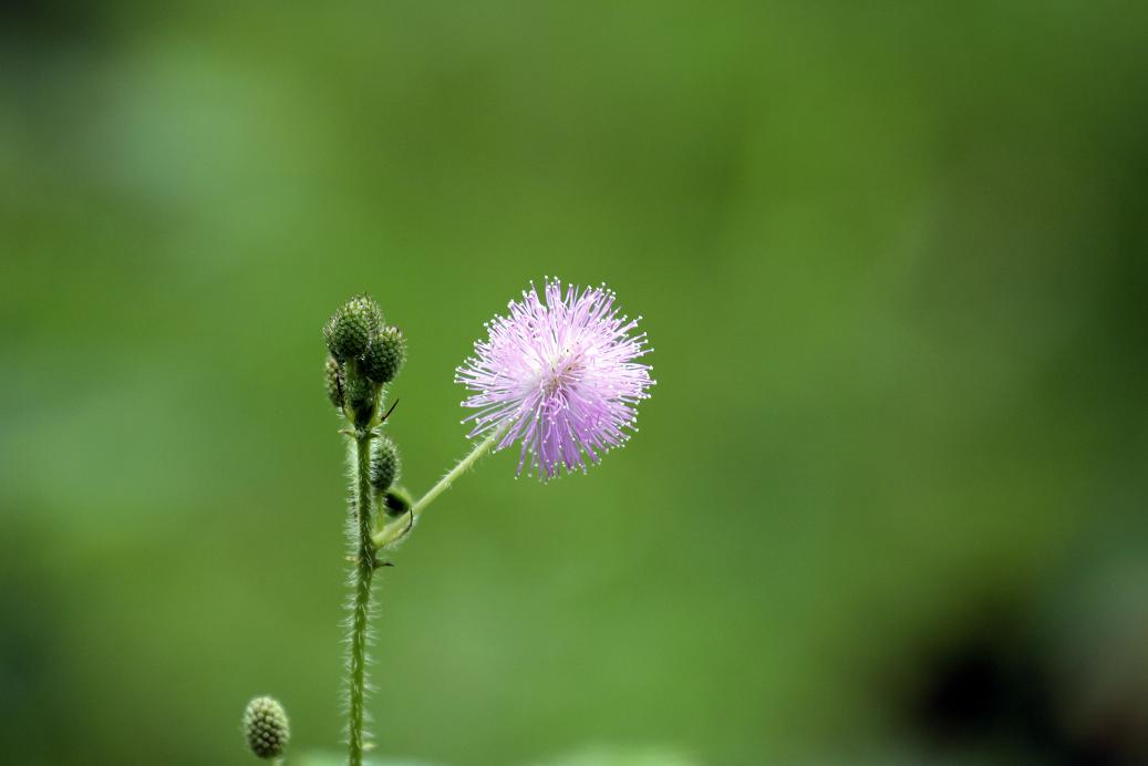 _MG_4402.JPG