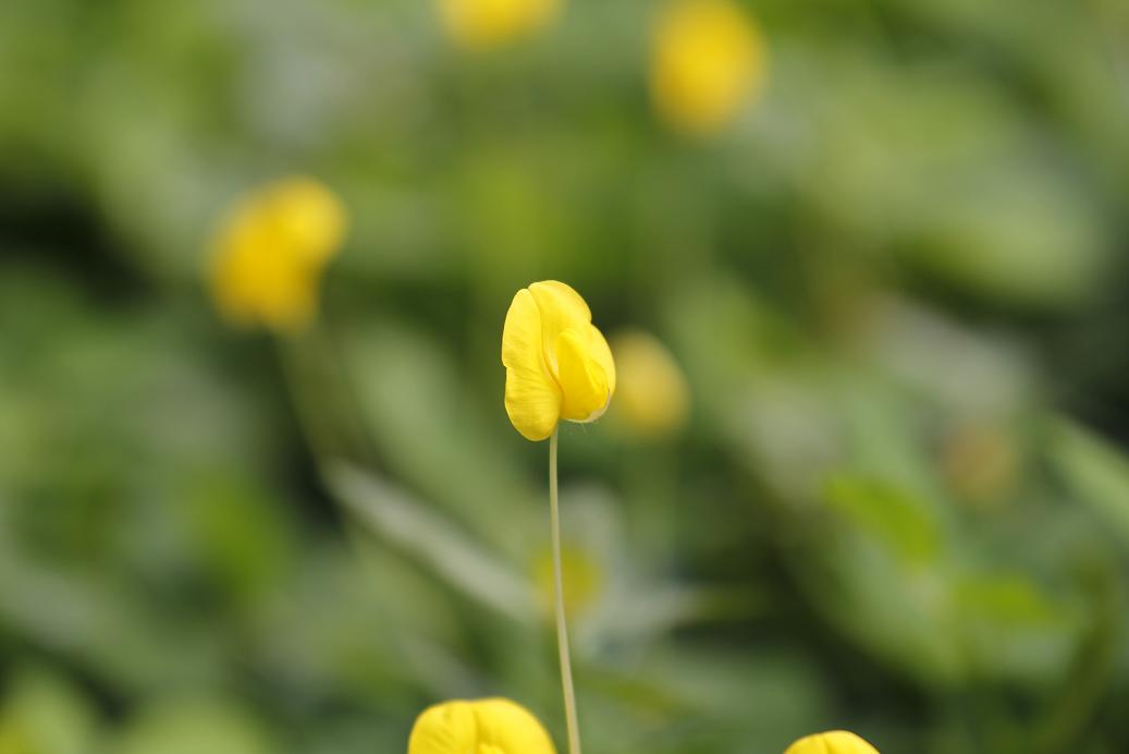 _MG_4377.JPG
