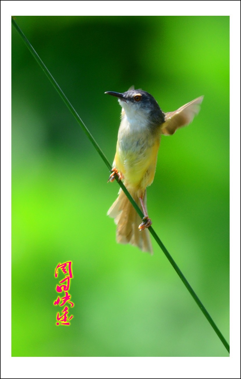 DSC_4949_conew5.jpg