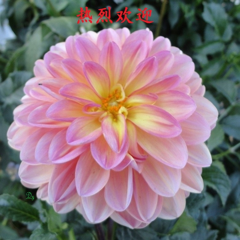 DSC06888-dz-6.jpg