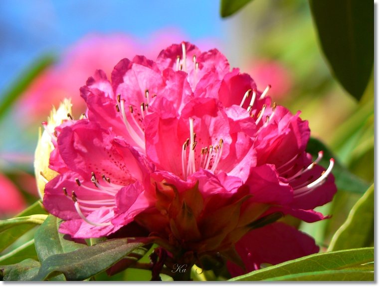flowers 22-08-13 336.jpg