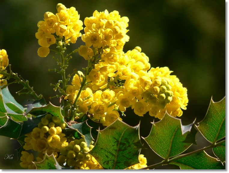 flowers 26-09-13 409.jpg