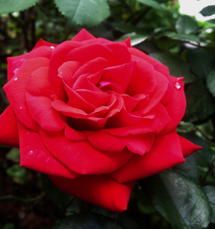 IMG_0210 (751x800).jpg
