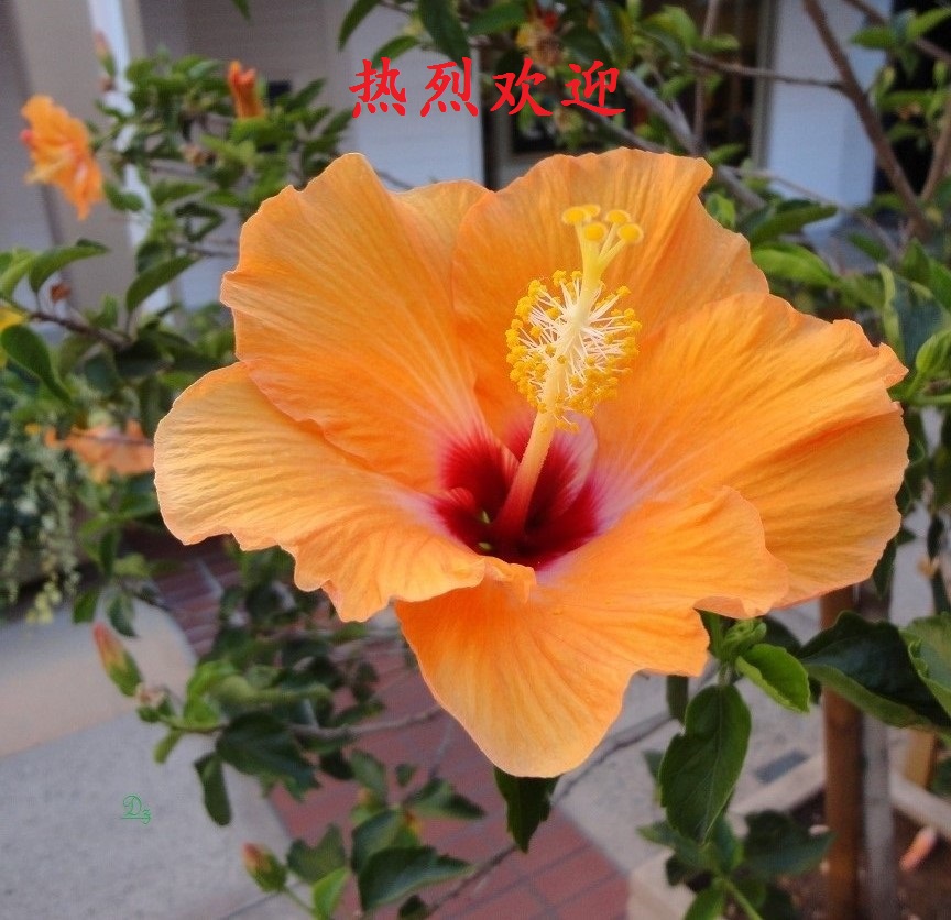 DSC06847-dz-5.jpg