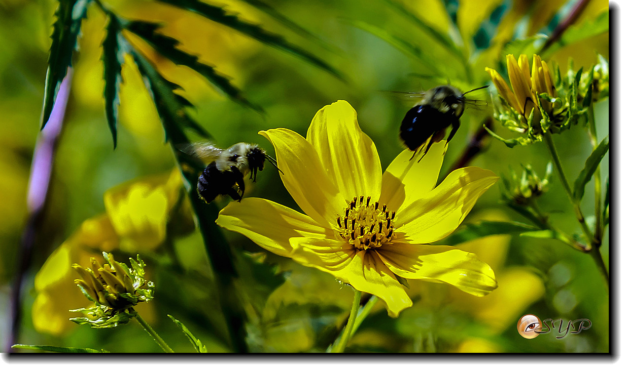 DSC02910a_.jpg