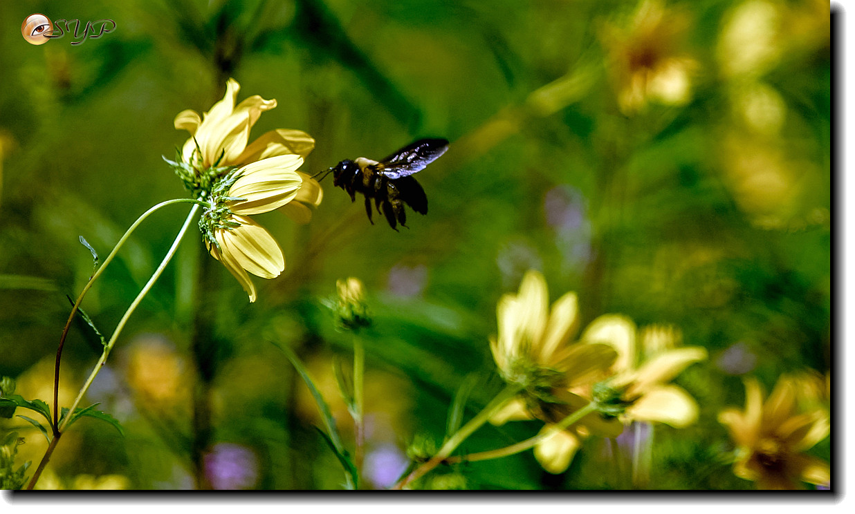 DSC02942a_����.jpg
