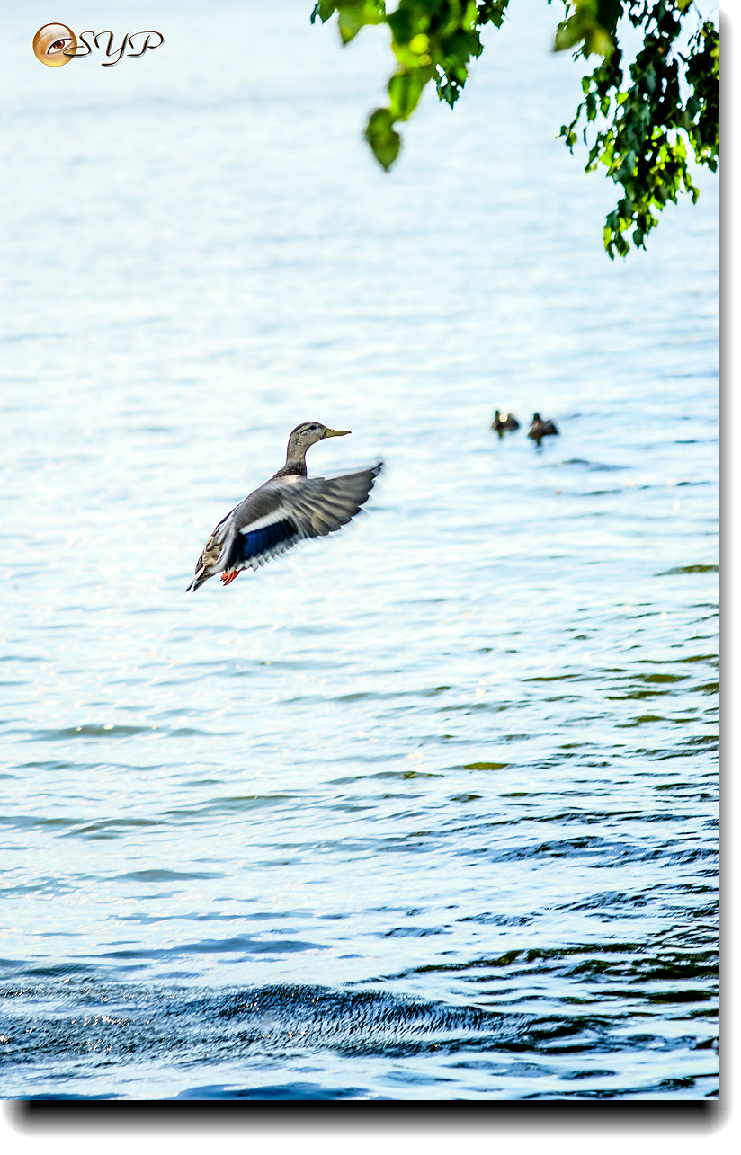 DSC03597_.jpg