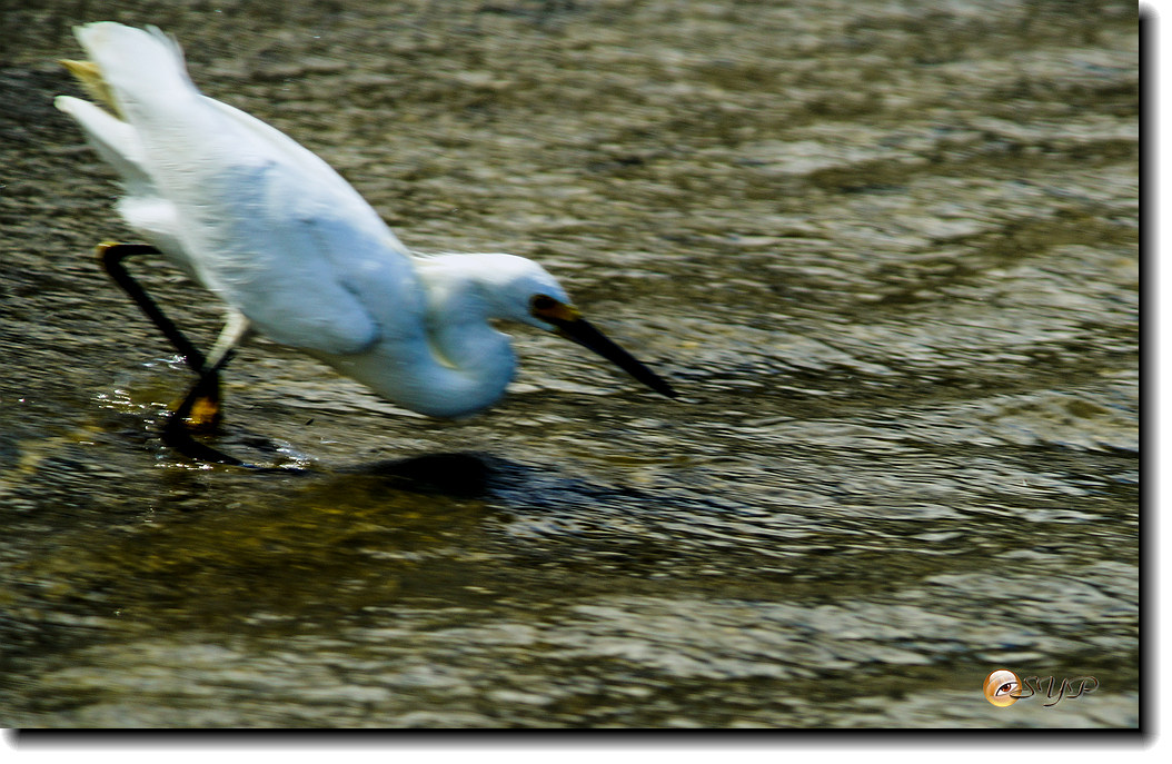 DSC03416_.jpg