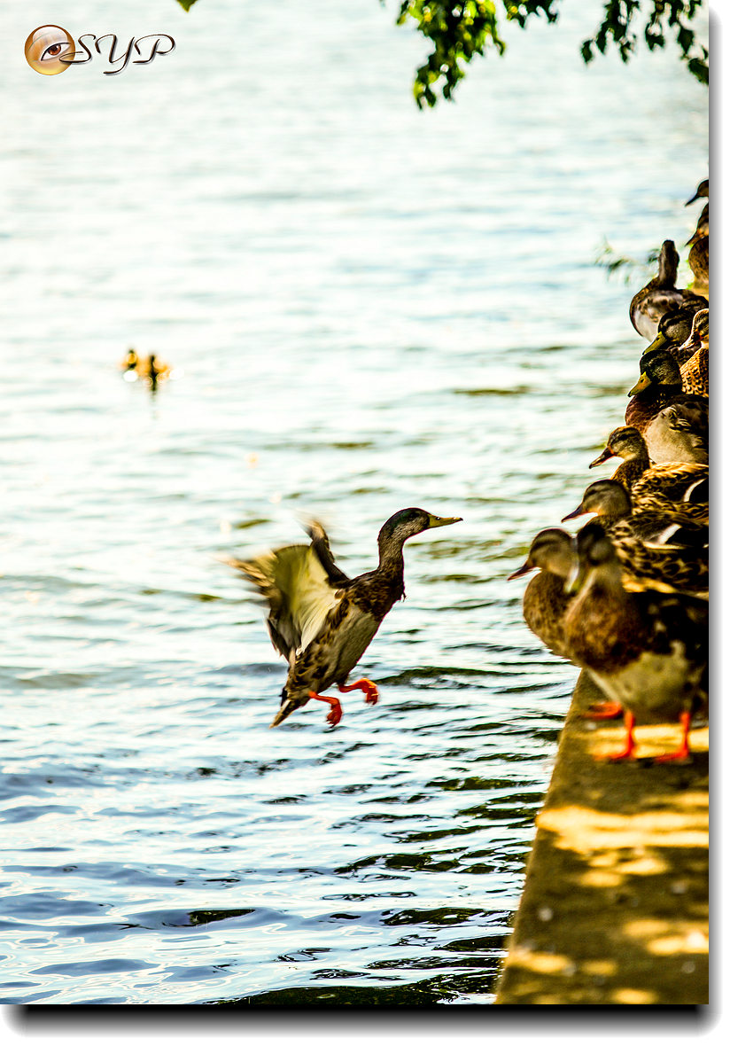DSC03600_.jpg