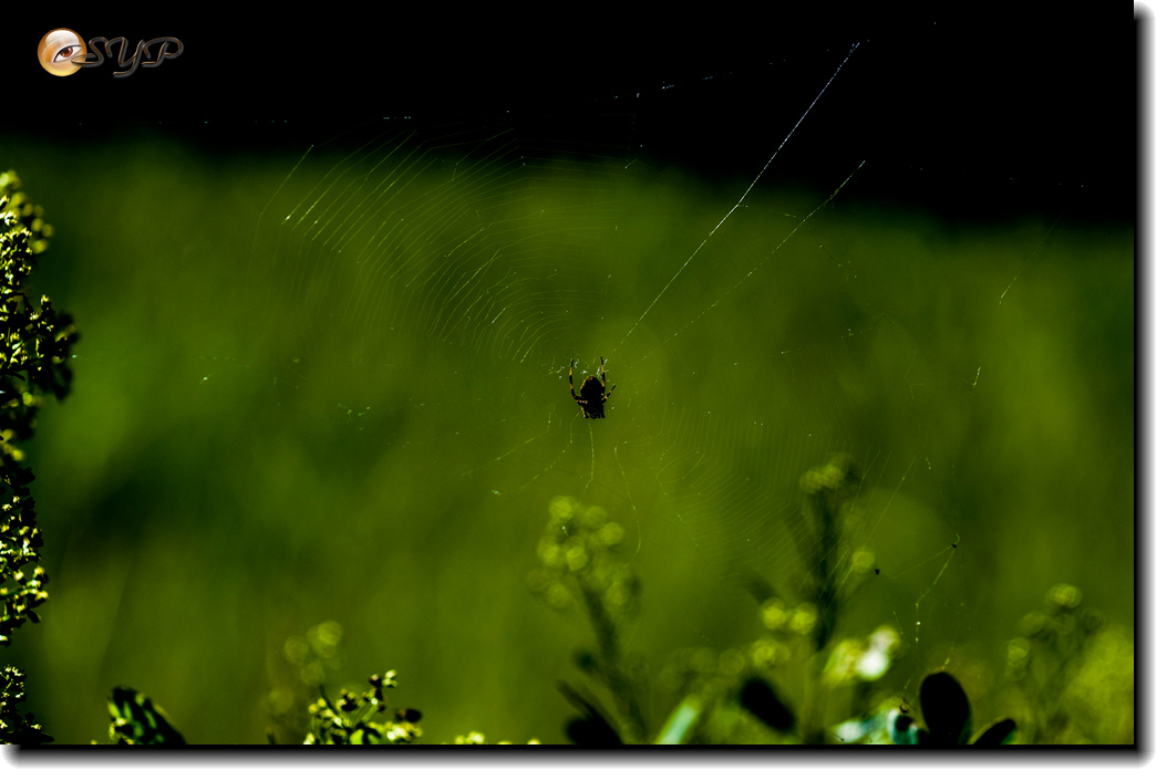 DSC03208_.jpg