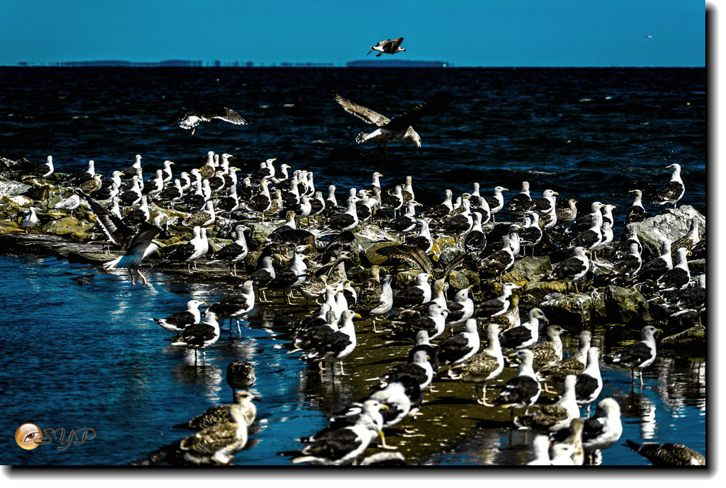 DSC03473a_.jpg