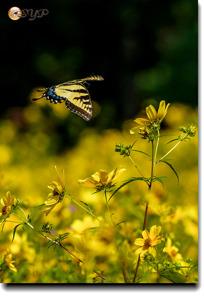 DSC02926a_����.jpg