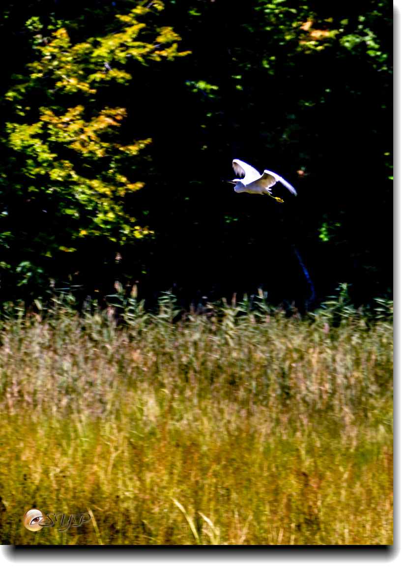 DSC03233_.jpg
