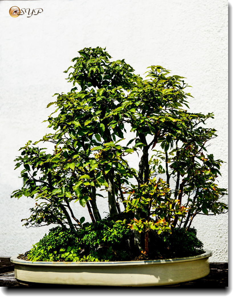 DSC03005a_.jpg
