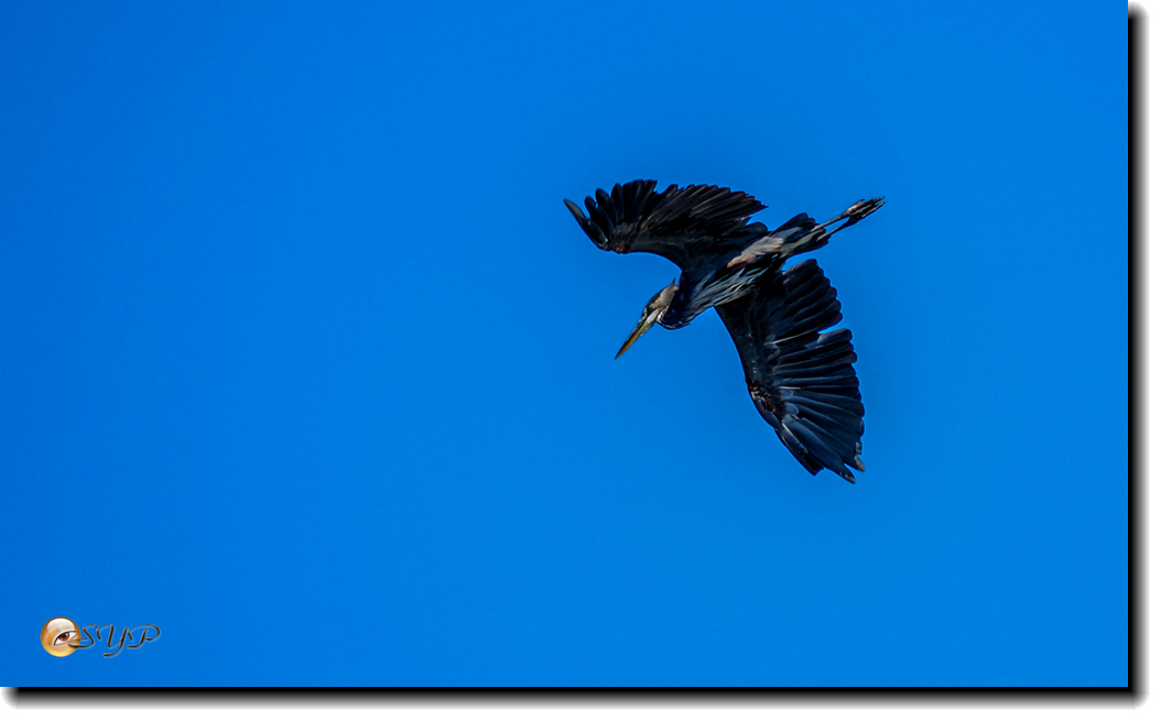 DSC03168a_.jpg