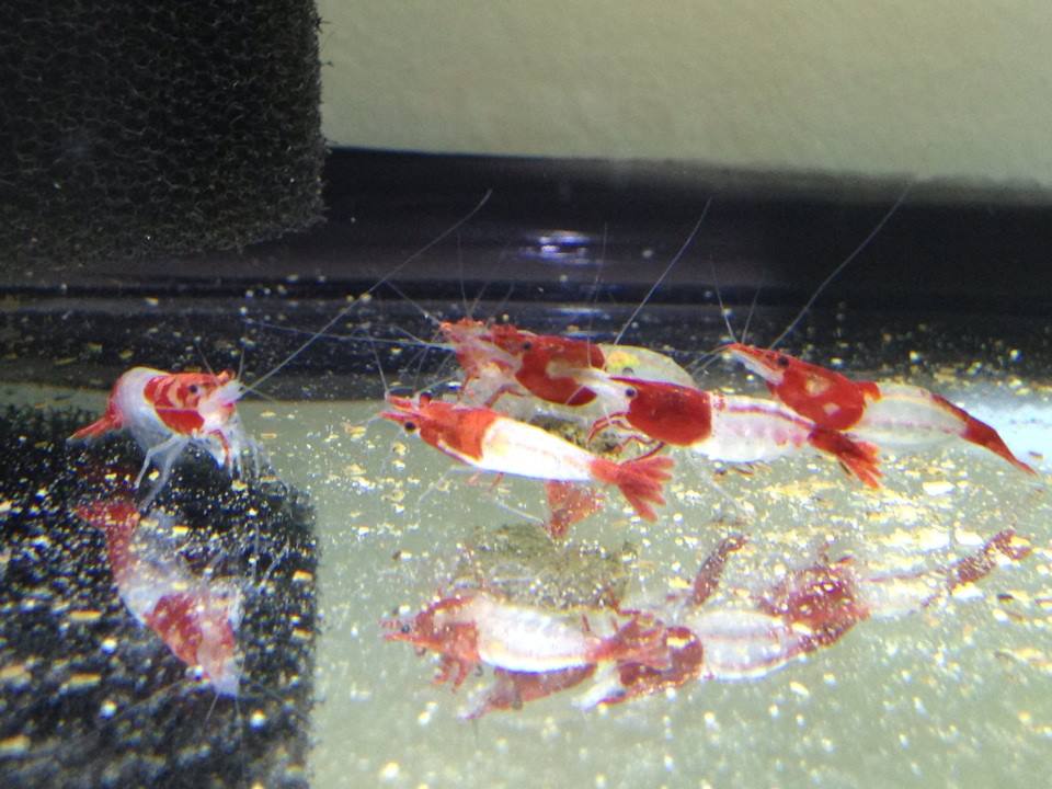 feeding the shrimps.jpg