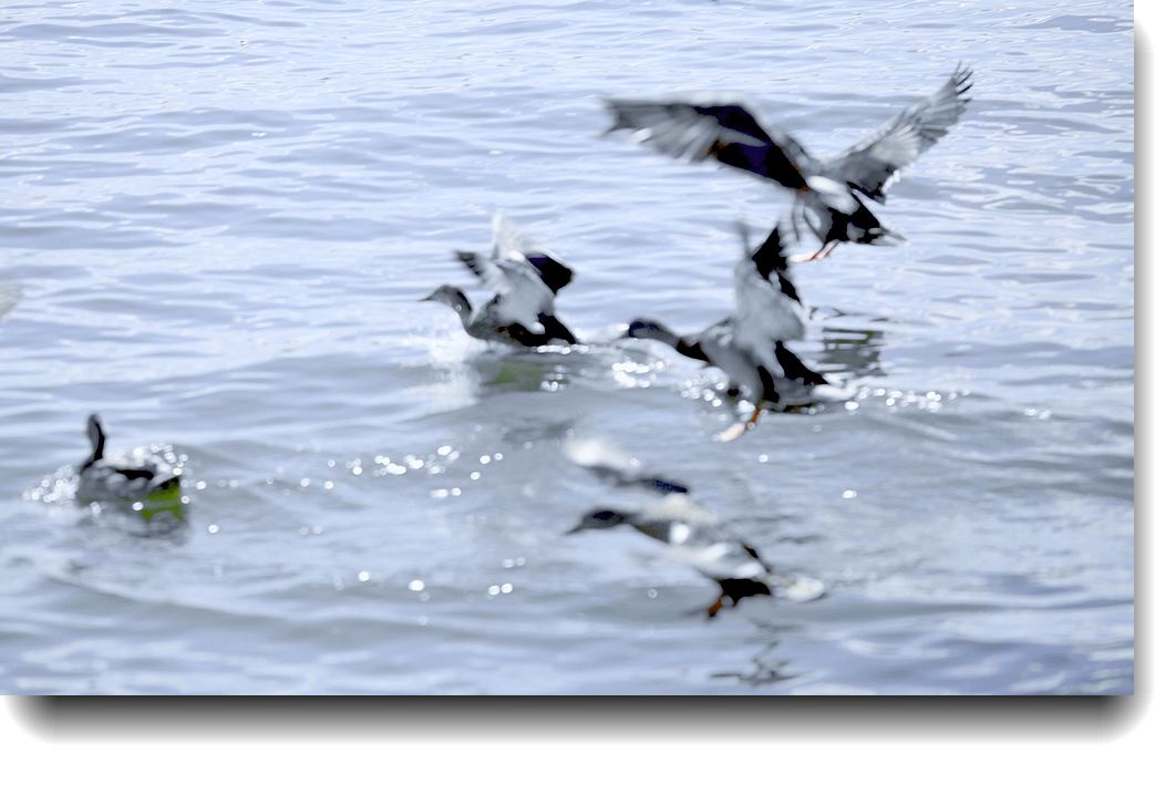 IMG_3803a.jpg