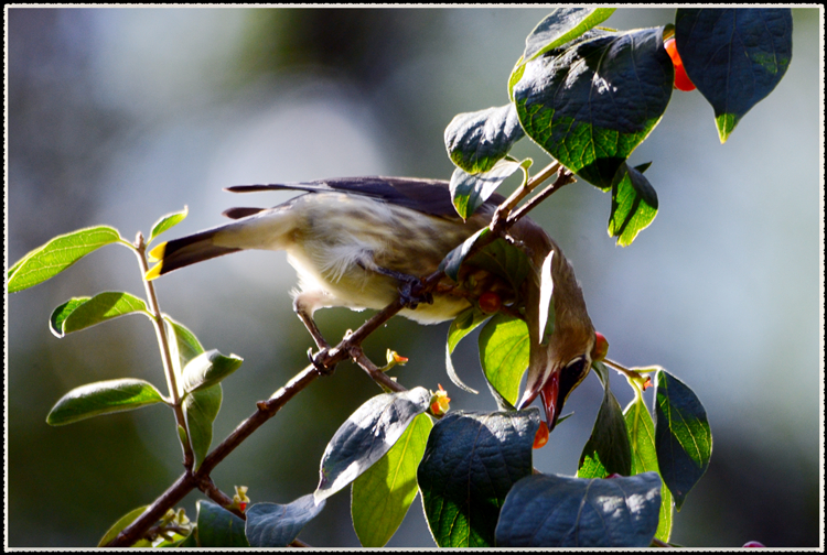 DSC_9737.jpg