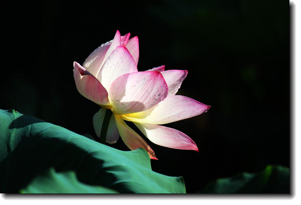 IMG_8256___.jpg