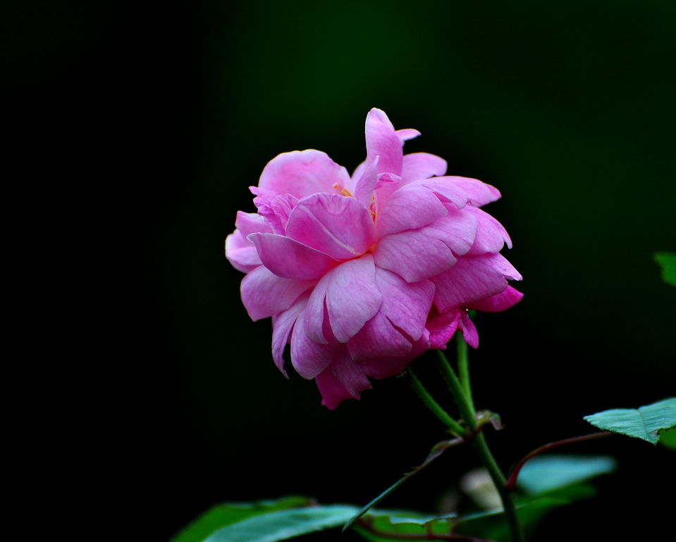DSC_6866a.jpg