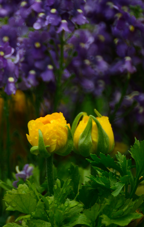 DSC_7125.jpg