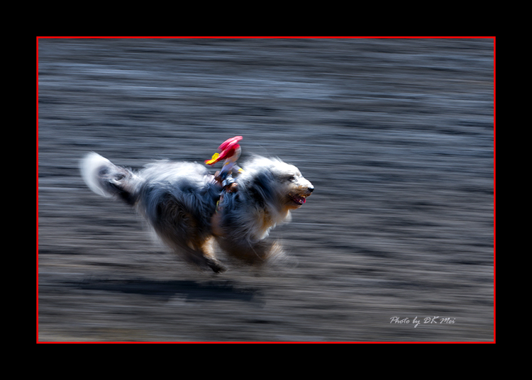 DSC_9568C.jpg