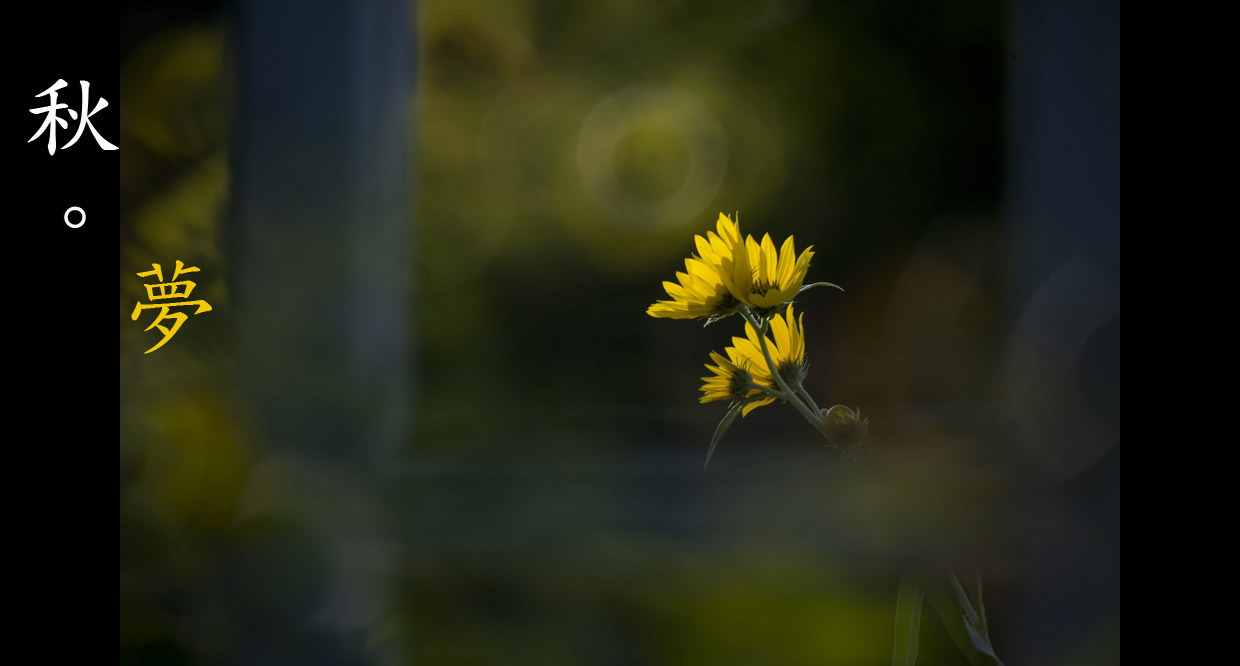 _DSC8237.jpg