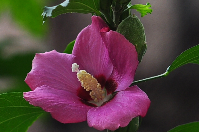 CSC_0496.JPG